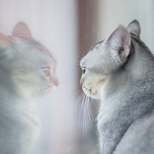 un chat qui regarde son reflet
