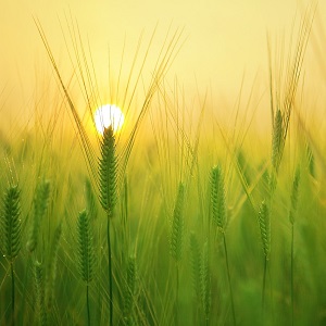 soleil sur champ de blé