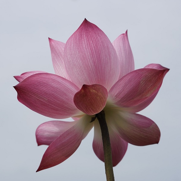 fleur de lotus rose