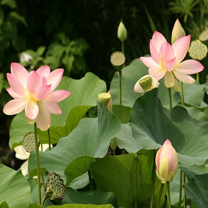 Fleurs de lotus roses