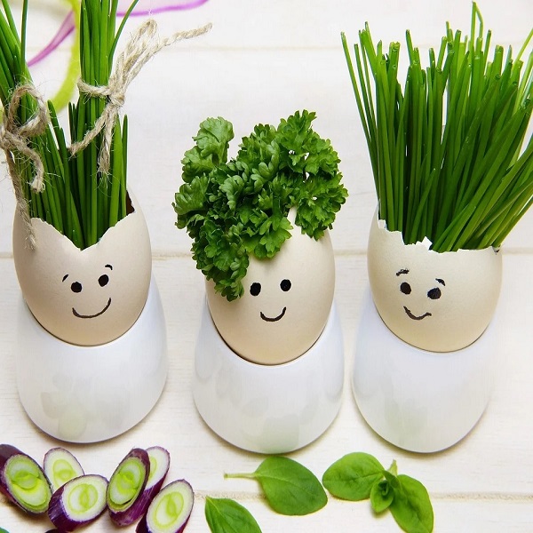 fines herbes dans coquilles d'oeufs