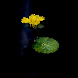 Fleur jaune aquatique