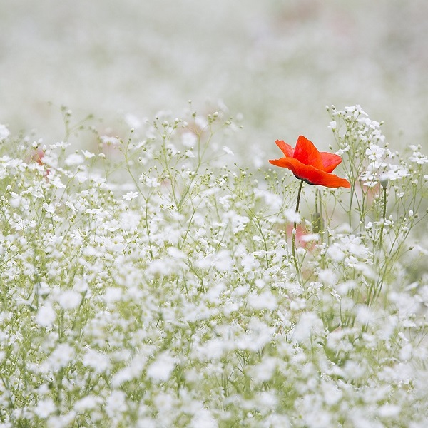 coquelicot dans champ de fleurs blanches