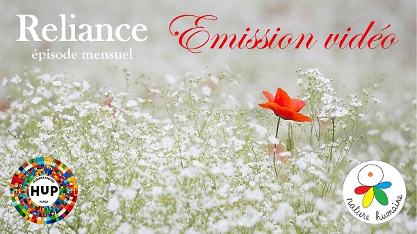 coquelicot dans champ de fleurs blanches
