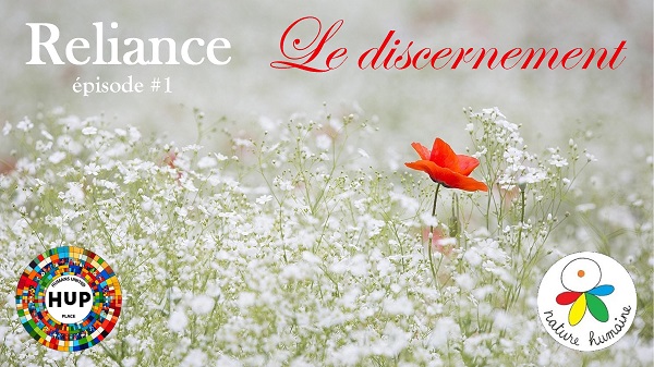 coquelicot dans champ de fleurs blanches