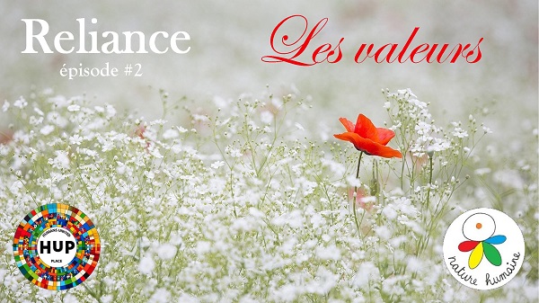 coquelicot dans champ de fleurs blanches