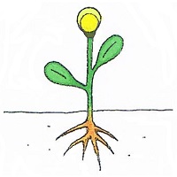 dessin bourgeon de fleur dessin bourgeon de fleur