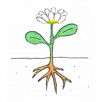dessin fleur épanouie dessin fleur épanouie