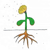 dessin plante adulte qui disperse ses graines dessin plante adulte qui disperse ses graines