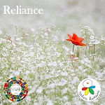 coquelicot dans champ de fleurs blanches