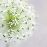 fleurs de ciboule