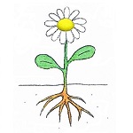 dessin de fleur blanche
