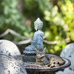 chat devant statue de Boudha
