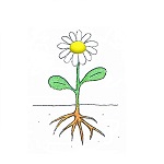 dessin d'une fleur