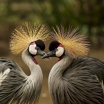 ddeux grands oiseaux
