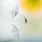 graine de pissenlit sur une surface d'eau