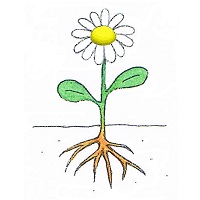 dessin fleur tournée vers le soleil dessin fleur tournée vers le soleil