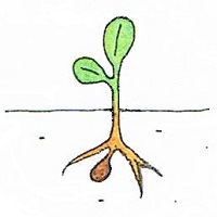la levée d'une graine la levée d'une graine
