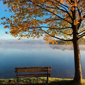 banc à côté d'un arbre, devant un lac