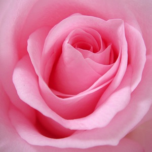 close-up d'une rose