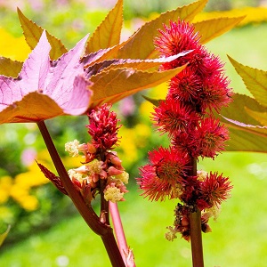 fleurs et fruits d'un plant de ricin