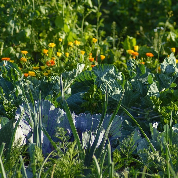 Association de plantes compagnes au potager