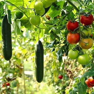 Association de plantes compagnes au potager