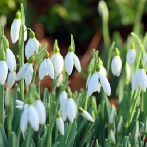 perce-neige