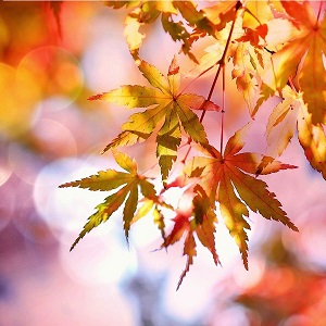feuilles d'automne
