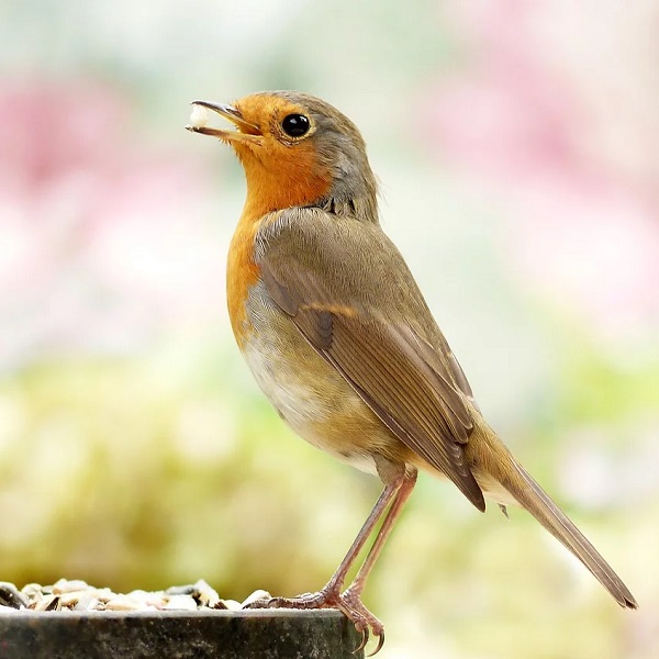 rouge-gorge qui mange des graines