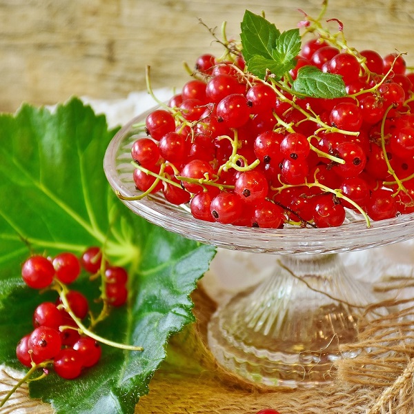 grappes de groseilles rouges