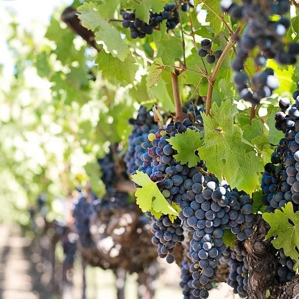 grappes de raisins noirs