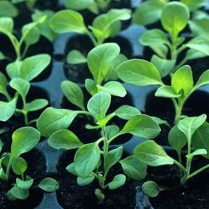 plantules dans plaque de semis