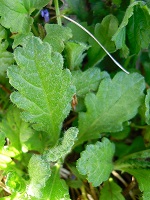 Absinthe au jardin potager
