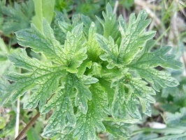 Agripaume Cardiaque au jardin potager