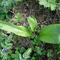 Ail des ours au jardin potager