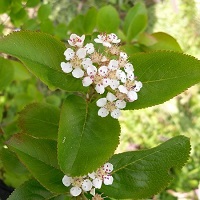 amelanchier 200