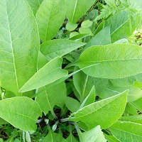 Aunée au jardin potager