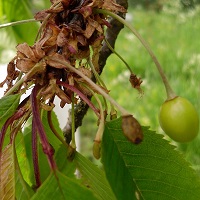 cerises degats gelees