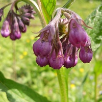 consoude grappe fleurs 200