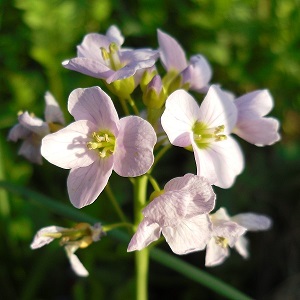 cresson du jardin en fleurs
