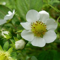 fraisier fleur