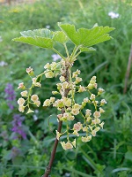 groseilles fleurs