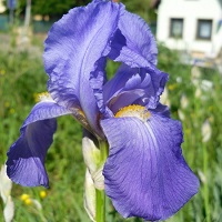 iris