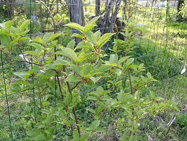 kiwi