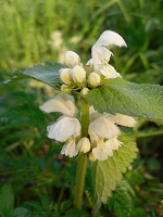lamier blanc