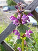lamier pourpre fleurs