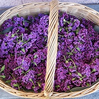 lilas