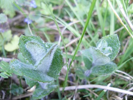 menthe pomme
