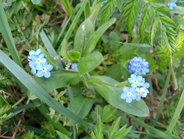 myosotis